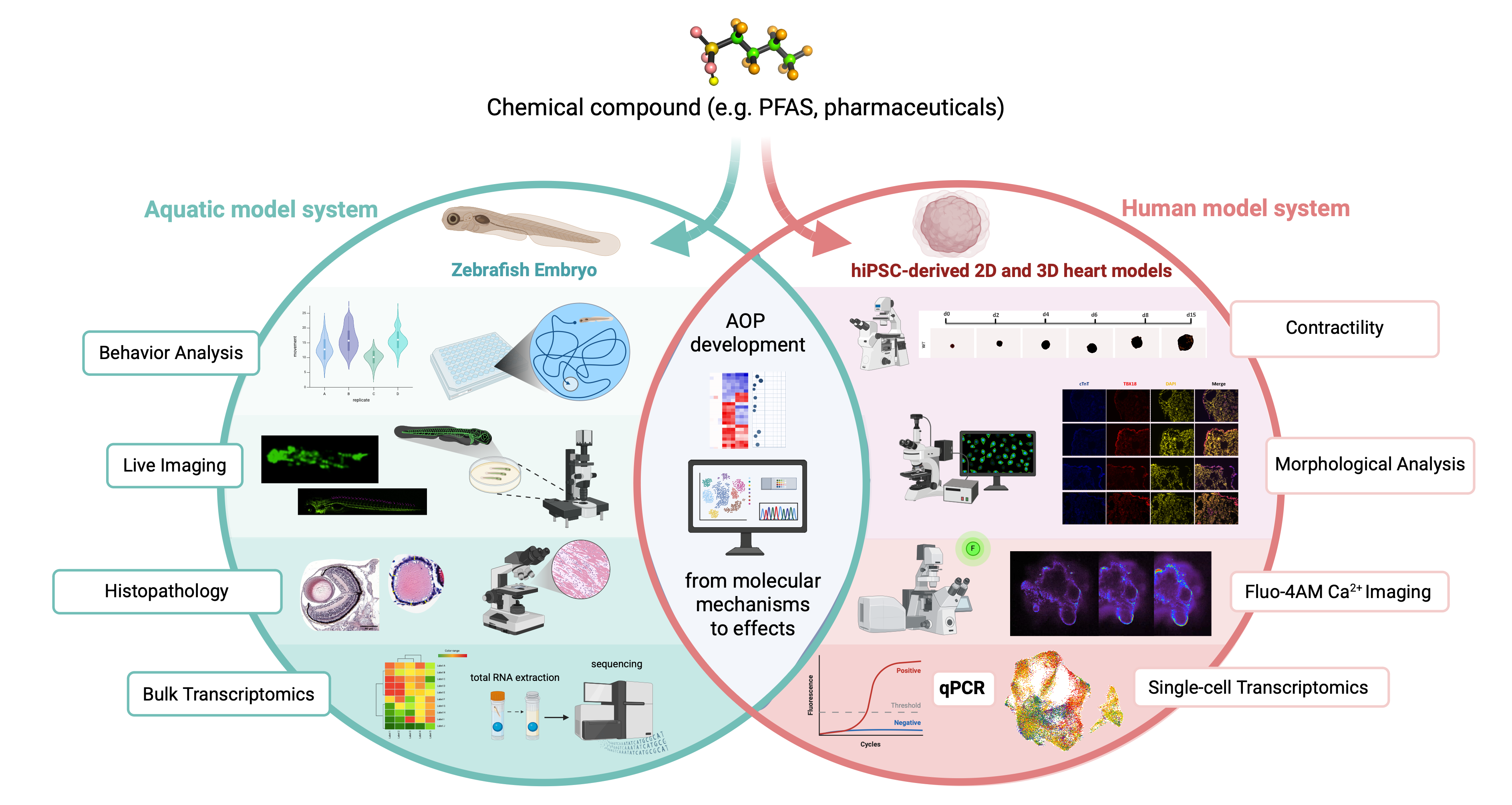 ag-goelz_graph-abstract