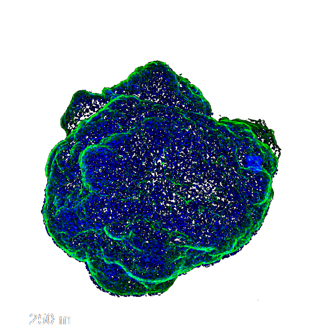 organoid-goelz